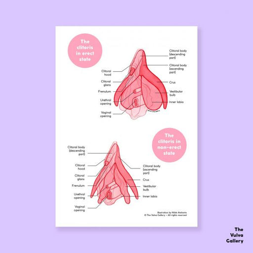 Art print Clitoris Anatomy | The Vulva Gallery - Mail & Female